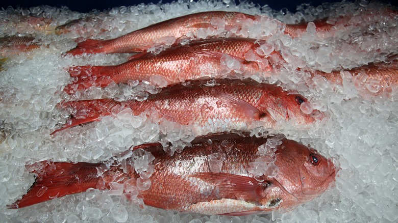 American red snapper