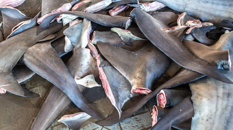 Illegal shark fins at market