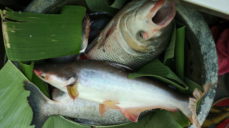 Whole Vietnamese catfish