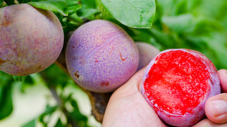 Person holding pluot taken off a tree