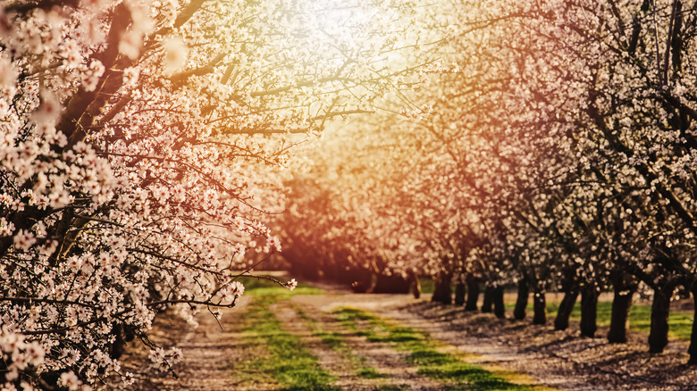 Almond orchard in Modesto