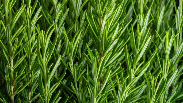 Stalks of rosemary