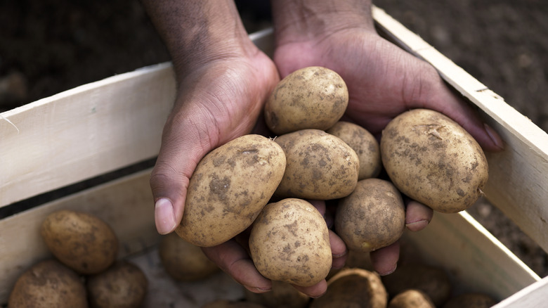 hands holding raw potatoes