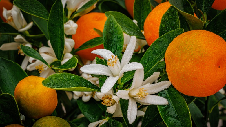 Orange blossoms and oranges