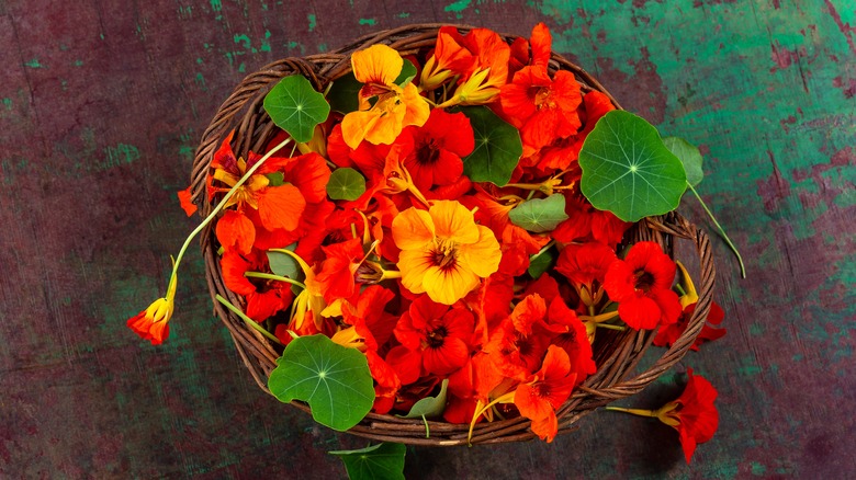 Basket of nasturtiums