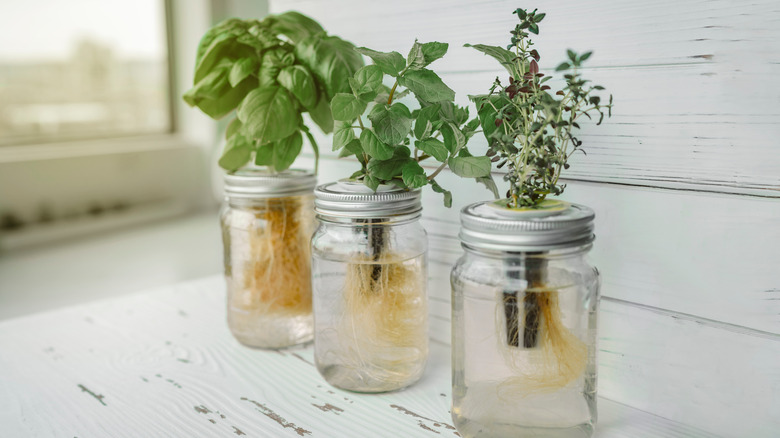 Jars of savory herbs