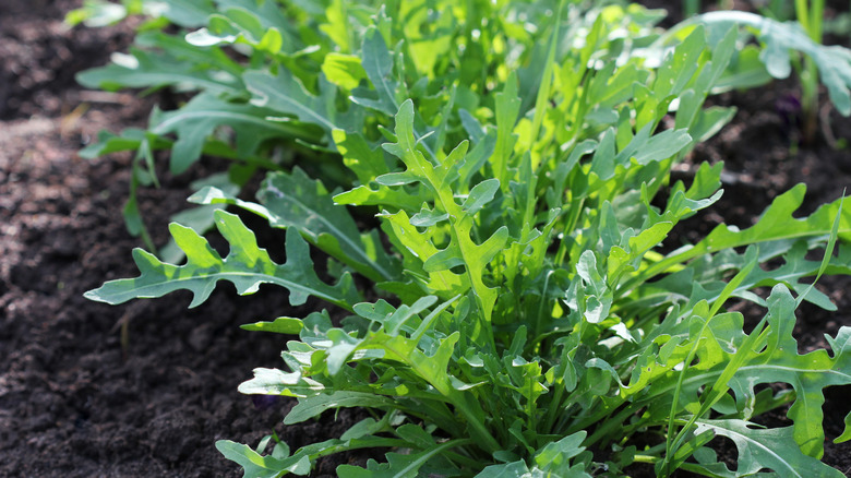 Arugula growing in garden with dirt