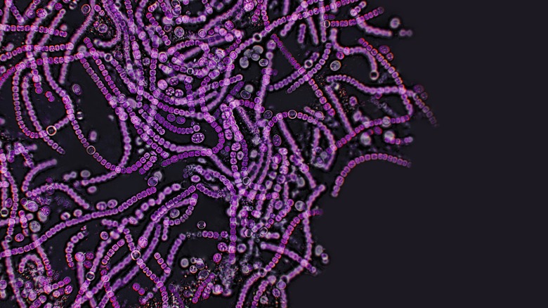 Purple bacteria on black background