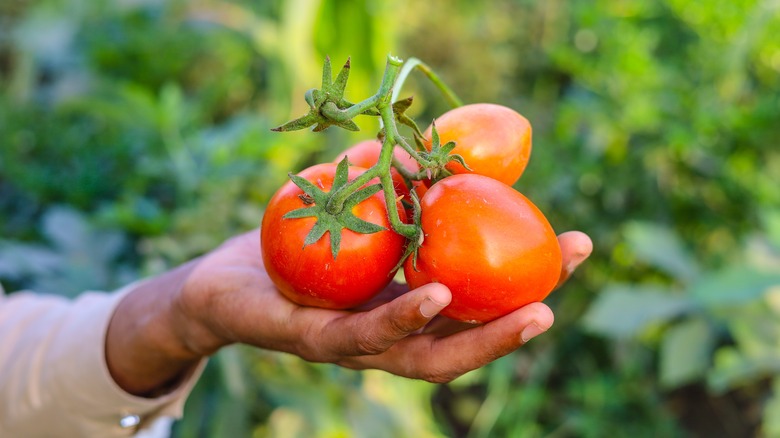 Ripe tomatoes on stem