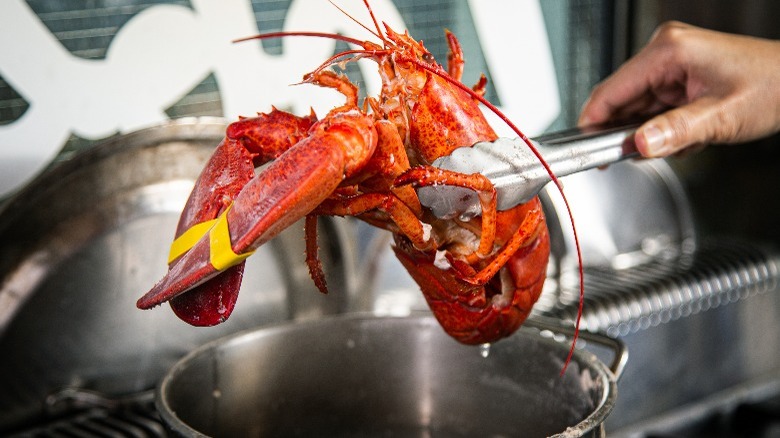 Placing lobster in the pot