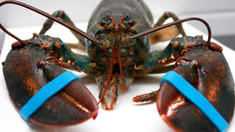 Rubber bands on lobster claws