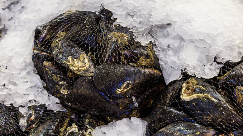 Bagged mussels on ice