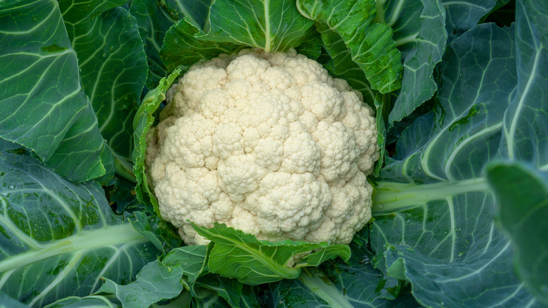 Cauliflower in garden