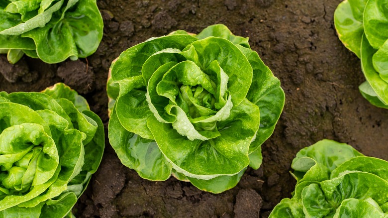 Lettuce growing in garden soil