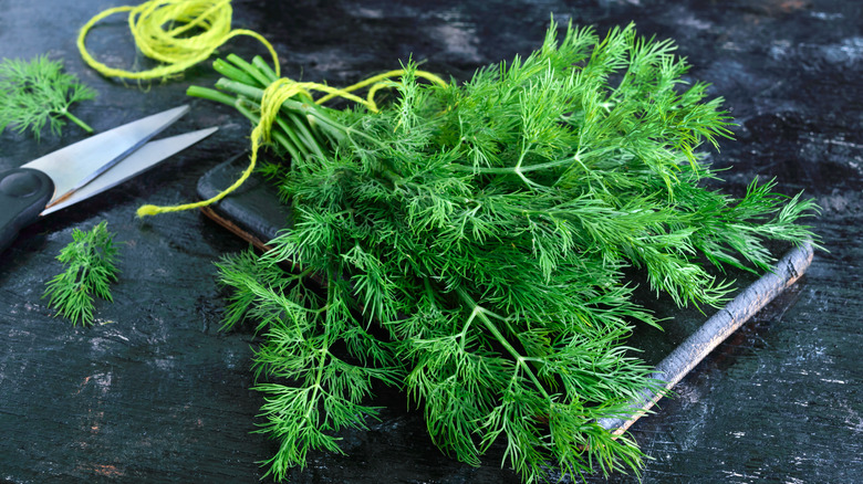 Fresh dill 