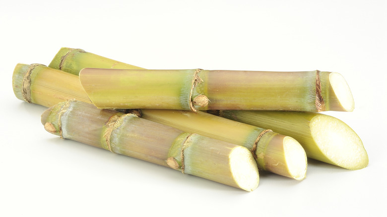 Close-up of sugar cane