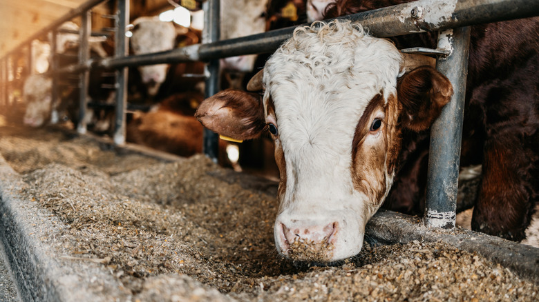 Cow eating silage in barn