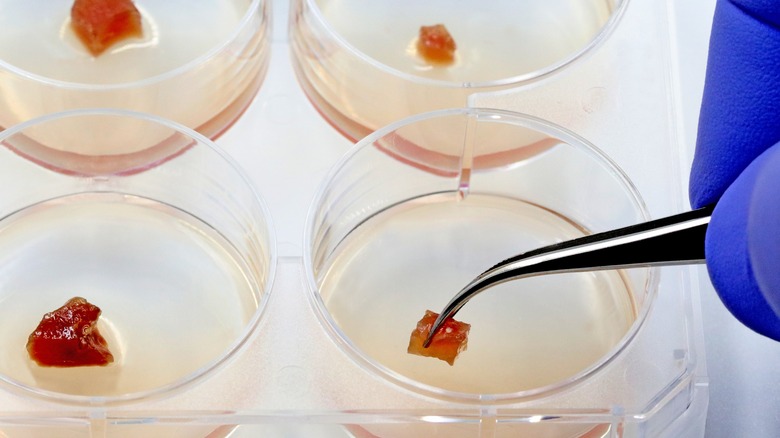 Lab-grown meat cells