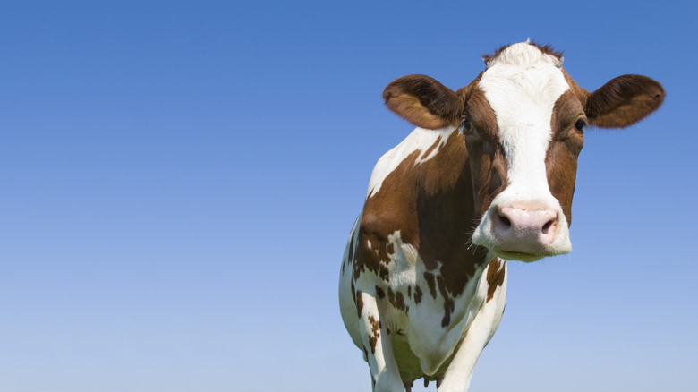 Cow with sky background