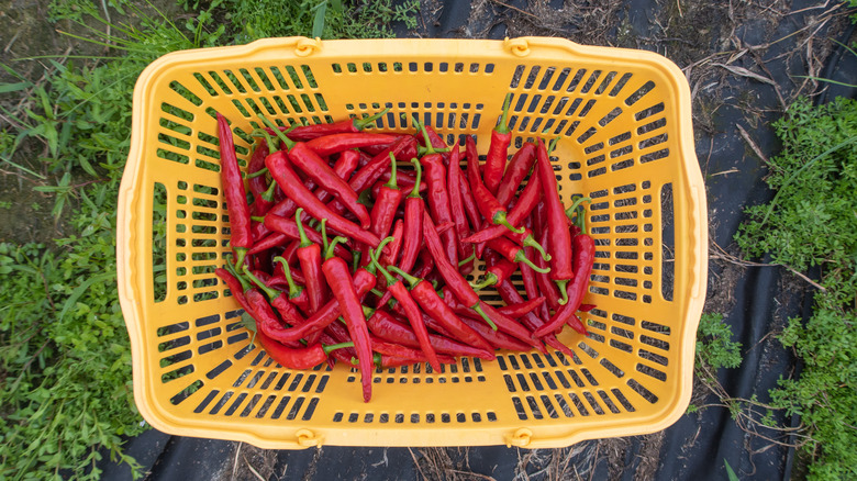 basket of red chiles