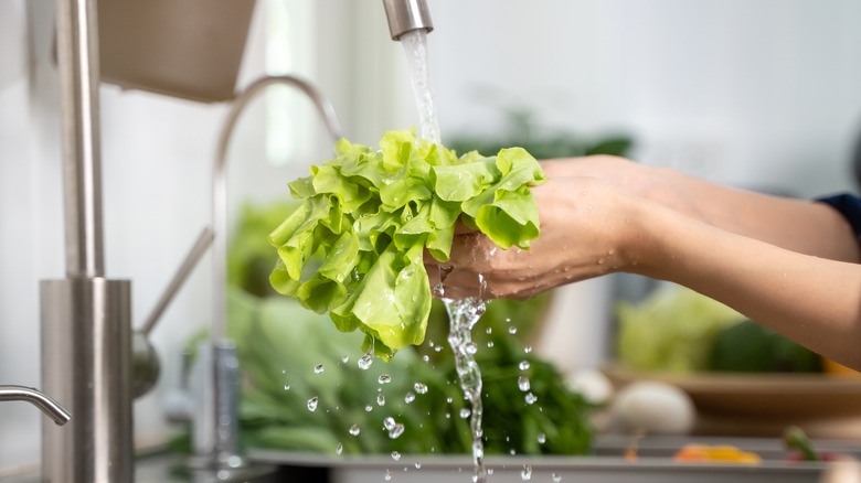 Person washing lettuce in sink