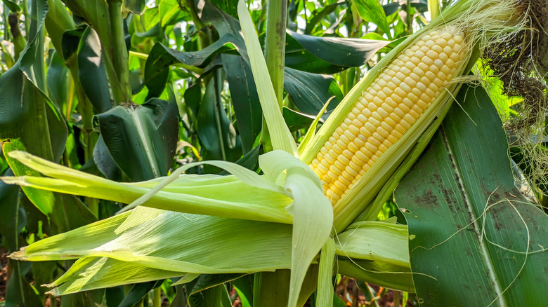 Open ear of corn on plant 