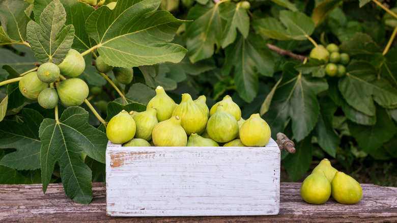 Green figs and tree