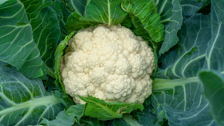 Closeup of a cauliflower