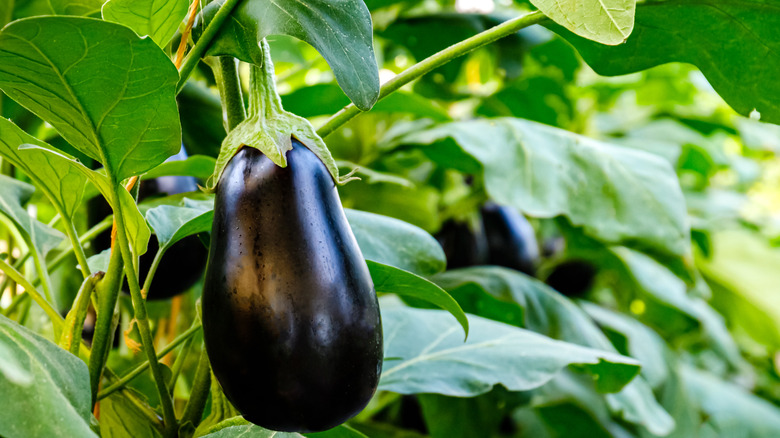 Closeup of an eggplant