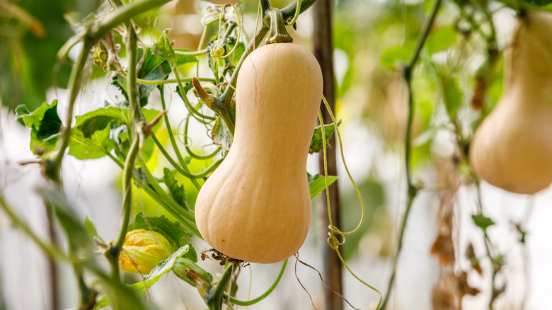 Butternut squash in a garden