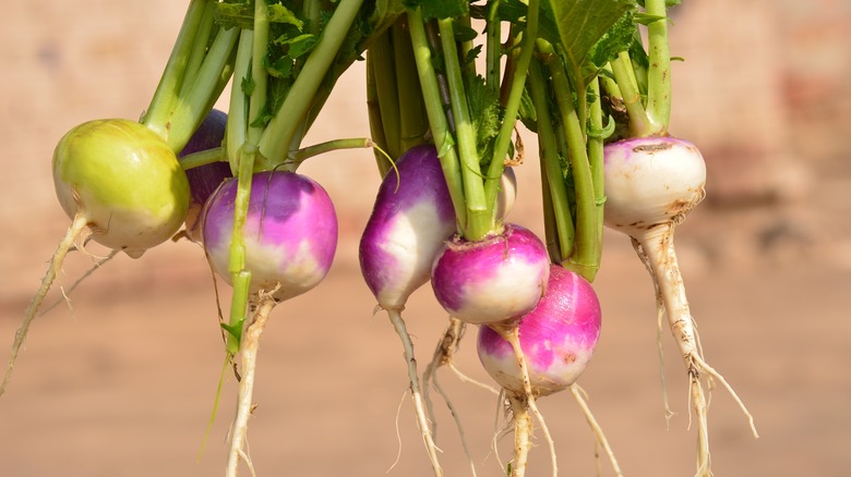 A bunch of fresh turnips