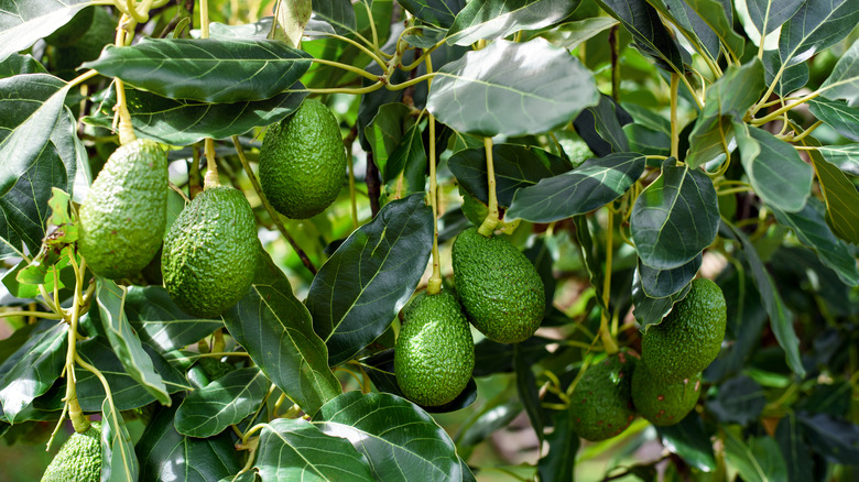 Avocado hanging from tree