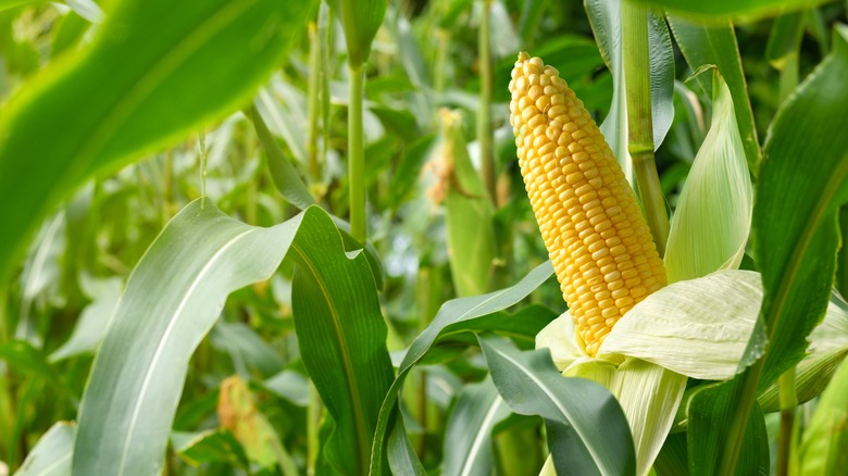 Corn growing from stalk