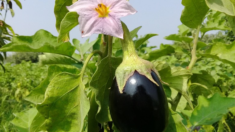 Eggplant growing from flower