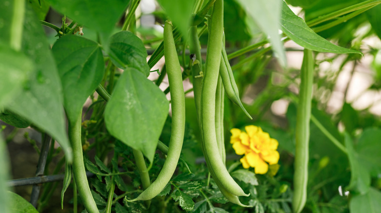 Green beans growing from vine