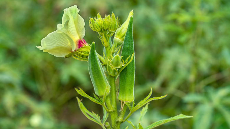 Okra growing from plant