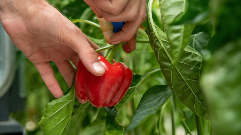 Person harvesting red pepper