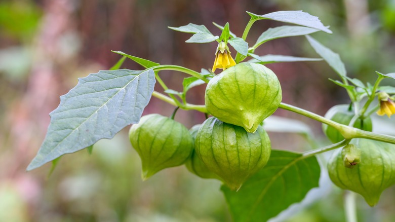 Tomatillo plant with flower