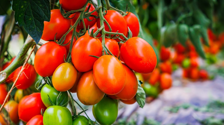 Vine of ripe tomatoes