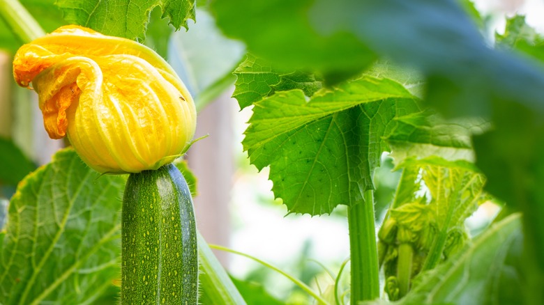 Zucchini plant with flower 