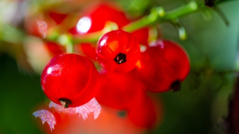 Bright fresh currants on the vine