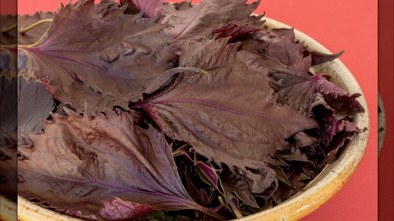 Bowl of fresh shiso