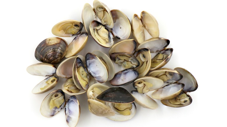 Pile of clams