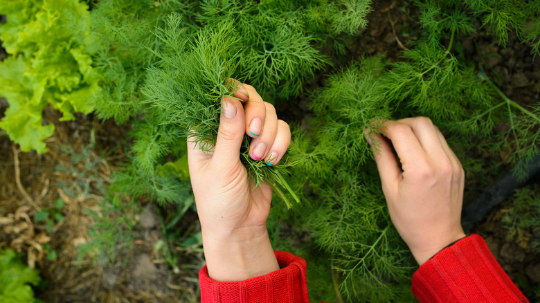 Person picking fresh dill