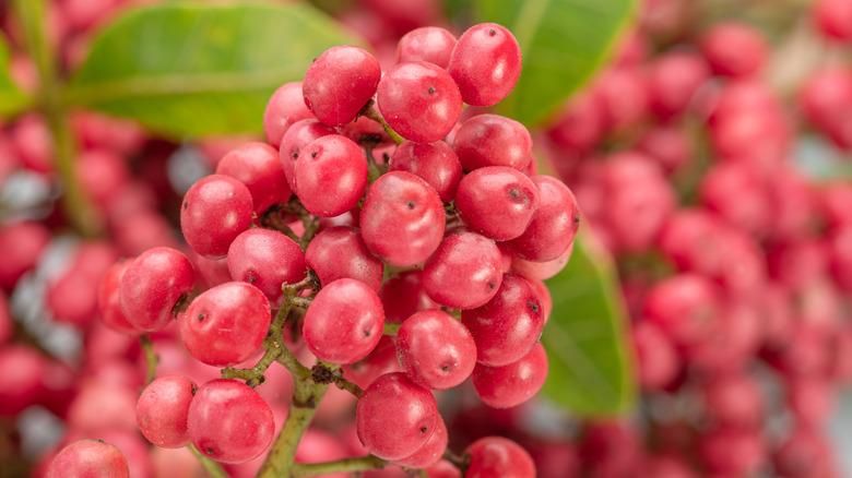 Pink peppercorns