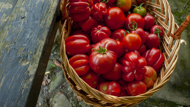 Basket of tomatoes