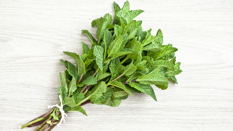 Bundle of fresh mint stalks