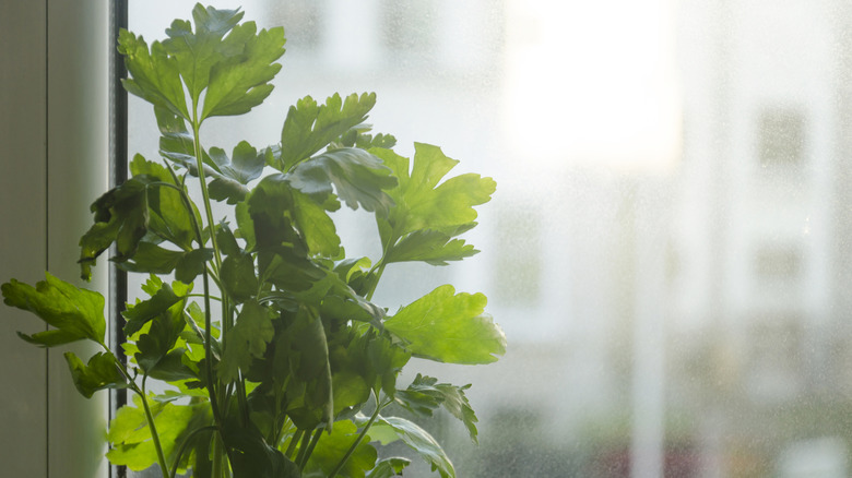 Flat Italian parsley plant at a window