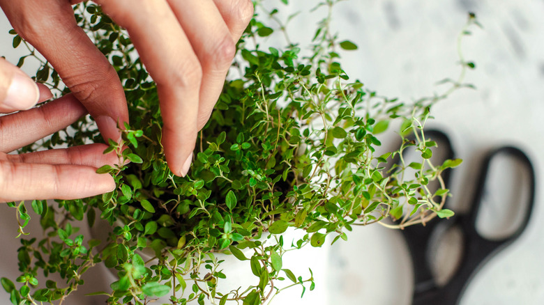 Fresh thyme in bowl