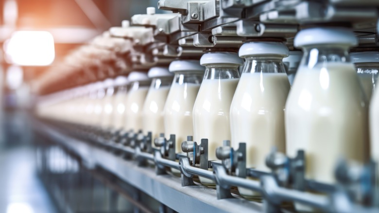 Row of milk bottles